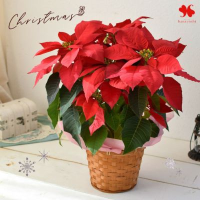 鉢植え ポインセチア 5号鉢 11/15～12/12の間でお届け 送料無料