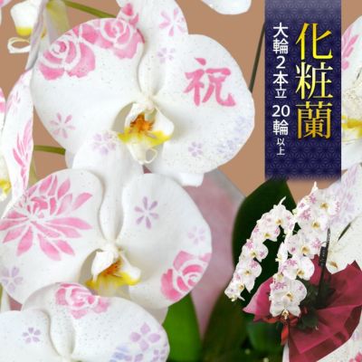 送料無料 化粧蘭 ケショウラン コチョウラン 洋蘭＜大輪・２本立ち＞２０輪以上