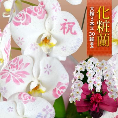 送料無料 化粧蘭 ケショウラン 胡蝶蘭  洋蘭＜大輪・３本立ち＞３０輪以上