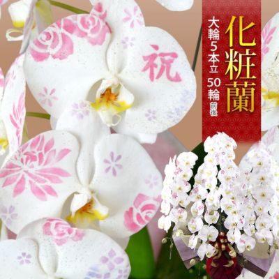 送料無料 化粧蘭 ケショウラン 胡蝶蘭  洋蘭＜大輪・５本立ち＞５０輪前後