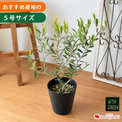 鉢植え オリーブの木 5号鉢 ＜プラスチック鉢でお届け＞