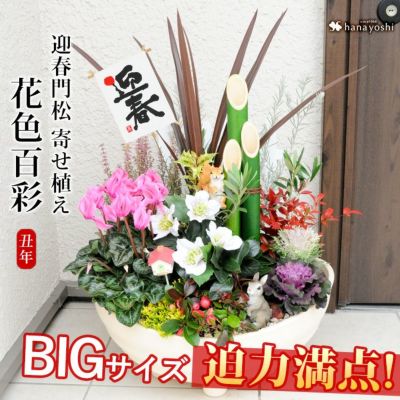 寄せ植え 花苗 フラワーマーケット花由公式サイト