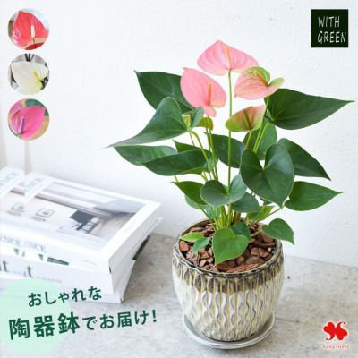 寄せ入れ・花鉢 | フラワーマーケット花由公式サイト