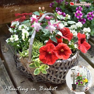 寄せ植え 花苗 フラワーマーケット花由公式サイト 寄せ植え 花苗 フラワーマーケット花由公式サイト