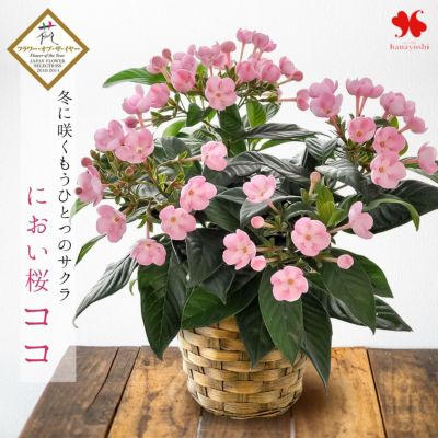 季節の鉢花 におい桜 ココ 5号鉢 11月8日～12月20日までの間で日時指定OK