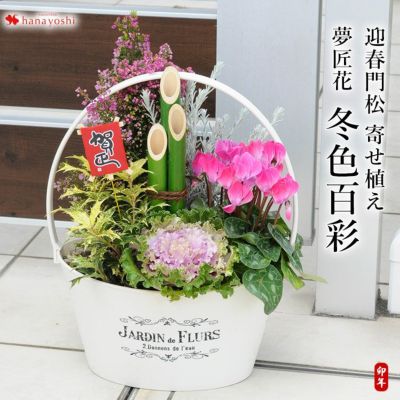 正月 寄せ植え 鉢植え フラワーマーケット花由公式サイト