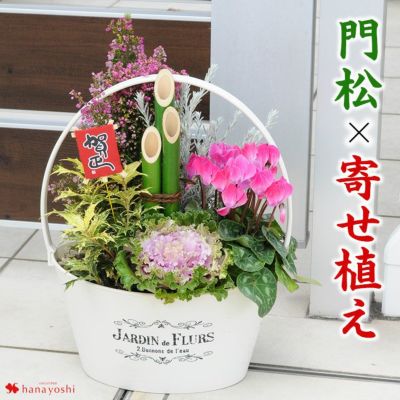 正月 寄せ植え 鉢植え フラワーマーケット花由公式サイト