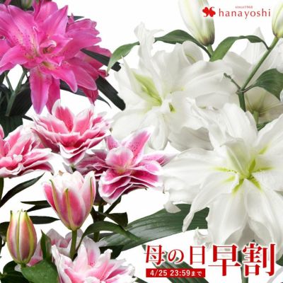寄せ入れ 花鉢 フラワーマーケット花由公式サイト 寄せ入れ 花鉢 フラワーマーケット花由公式サイト