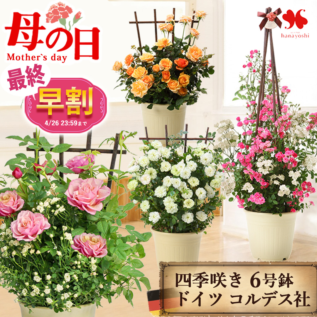 寄せ入れ 花鉢 フラワーマーケット花由公式サイト