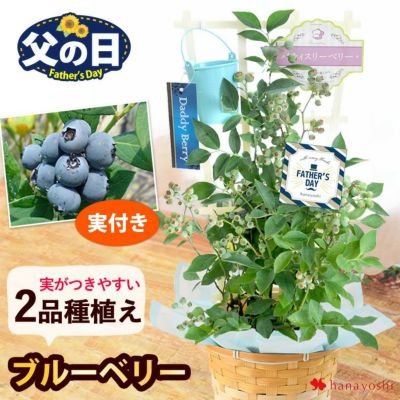 父の日ギフト 2025 送料無料  果樹 内山園芸さんの健康果実 ブルーベリー 実付 バスケット付