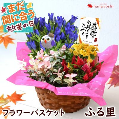 寄せ入れ 花鉢 フラワーマーケット花由公式サイト 寄せ入れ 花鉢 フラワーマーケット花由公式サイト