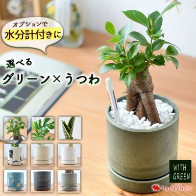 水分計付き 選べるグリーン＆選べる器 観葉植物 インテリア ギフト