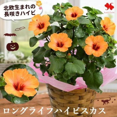 ロングライフ ハイビスカス プチオレンジ 5号鉢 鉢植え ＜バスケットでお届け＞ 10月11日～31日のお届け
