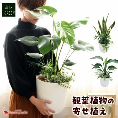 寄せ植え 花苗 フラワーマーケット花由公式サイト