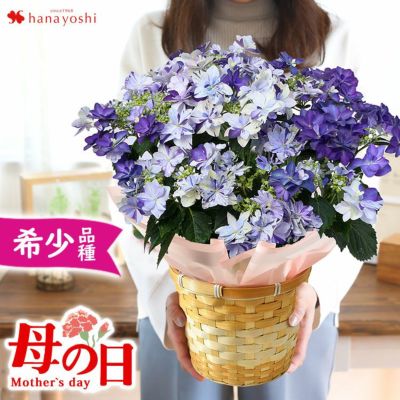 母の日 2025 衣純千織 いずみちおり 5号 inバスケット 紫陽花 あじさい