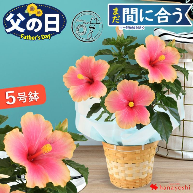 鉢花　ハイビスカス　ミセスユミ　スタンド仕立て　ねじり仕立て ８号鉢 鉢花 ハイビスカス スタンド仕立て ねじり仕立て 3色咲き 8号