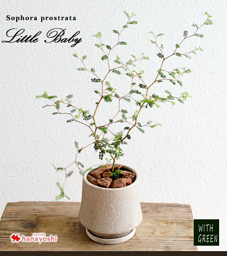 数量限定 ソフォラ リトルベイビー 鉢植えメルヘンの木 観葉植物 インテリア ギフト 室内 おしゃれ 引越し祝い 新築祝い 開店祝い お祝い 開業祝い 周年祝い 結婚記念日 誕生日 プレゼント 女性 母 女友達 友人 退職祝い 就職祝い 母の日 即日発送 フラワーマーケット