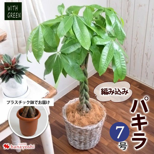 観葉植物 編み込みパキラ 7寸 ＜プラスチック鉢でお届け＞ | フラワーマーケット花由公式サイト