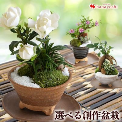 寄せ入れ 花鉢 フラワーマーケット花由公式サイト 寄せ入れ 花鉢 フラワーマーケット花由公式サイト