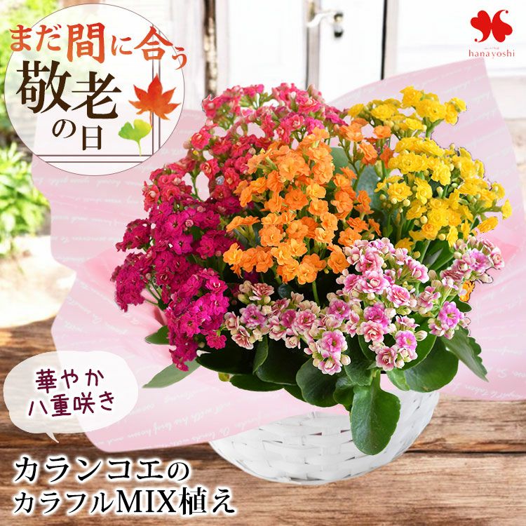 寄せ植え 花苗 フラワーマーケット花由公式サイト