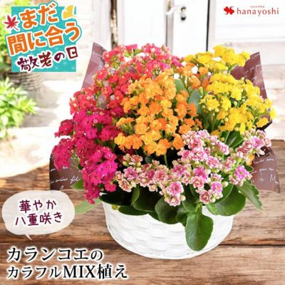 敬老の日 送料無料 八重咲きカランコエのカラフル寄せ植え バスケット付