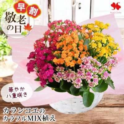 早割 敬老の日 2025 送料無料 八重咲きカランコエのカラフル寄せ植え バスケット付