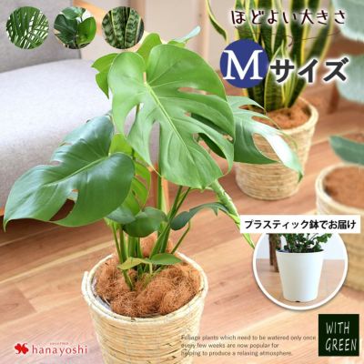 選べる観葉植物 Mサイズ モンステラ ストレリチア サンスベリア アレカヤシ 育てやすい インテリアグリーン ＜プラスチック鉢でお届け＞
