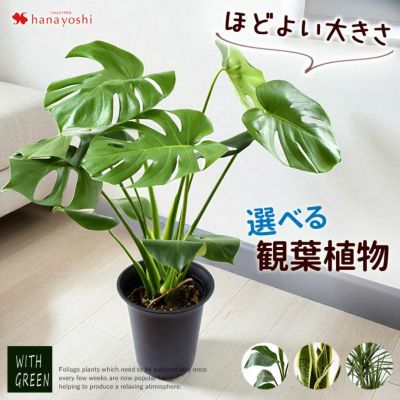 選べる観葉植物 Mサイズ インテリアグリーン ＜プラスチック鉢でお届け＞
