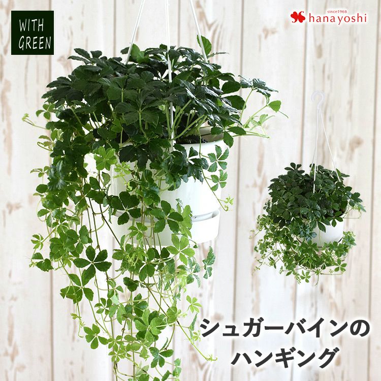 観葉植物 シュガーバインのハンギング 育てやすい インテリアグリーン | フラワーマーケット花由公式サイト