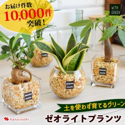 選べる 観葉植物ｘハイドロカルチャー ゼオライトプランツ ガジュマルの木 サンスベリア | フラワーマーケット花由公式サイト