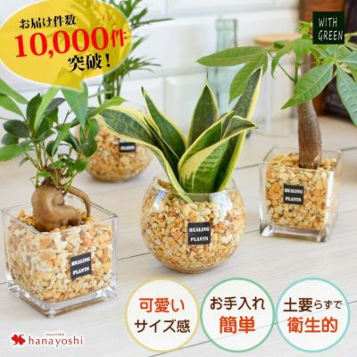 選べる 観葉植物ｘハイドロカルチャー ゼオライトプランツ ガジュマルの木 サンスベリア