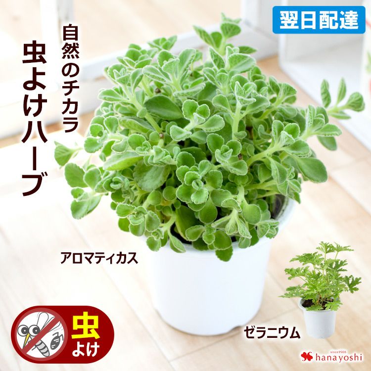 1999円 フラワーマーケット花由公式サイト