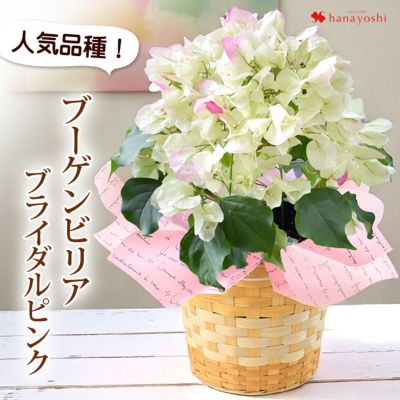 鉢植え ブーゲンビリア ブライダルピンク 5号鉢 in バスケット ＜～7