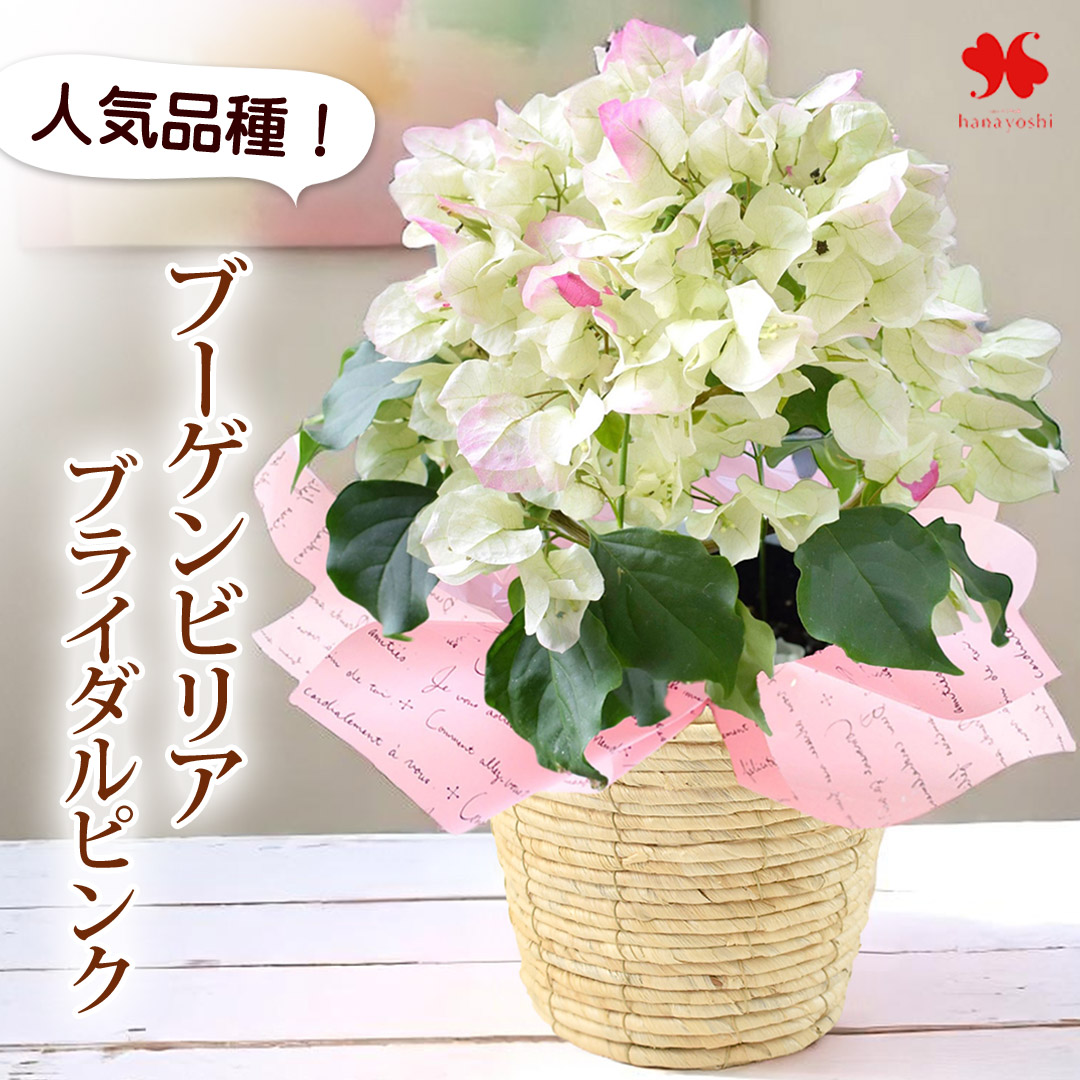 寄せ入れ 花鉢 フラワーマーケット花由公式サイト