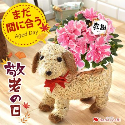 寄せ入れ・花鉢 | フラワーマーケット花由公式サイト