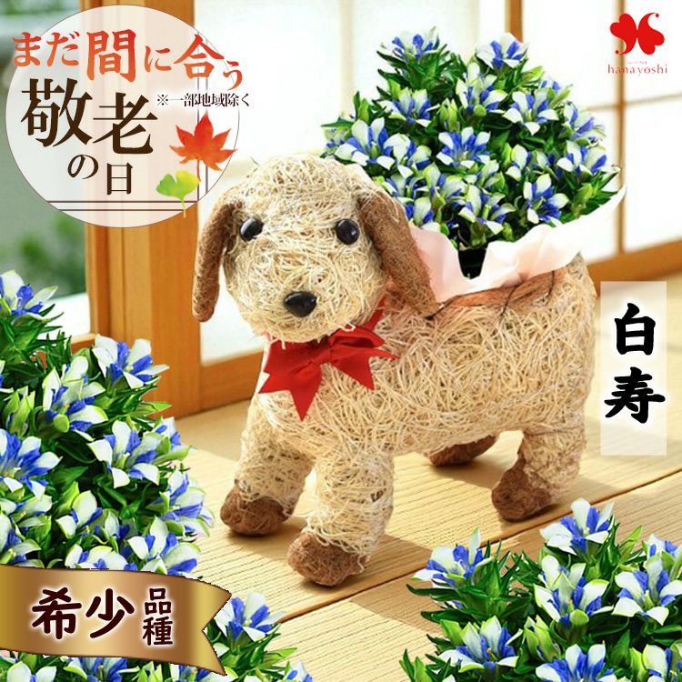 4000円 フラワーマーケット花由公式サイト