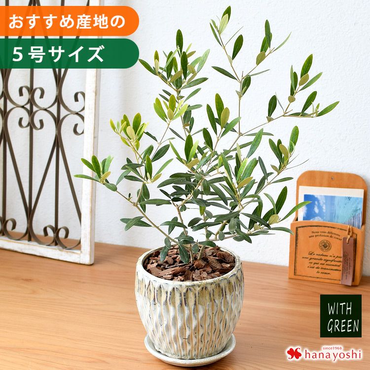 鉢植えオリーブ オリーブ 鉢植え 送料無料 シンボルツリー オリーブ盆栽 | ACE