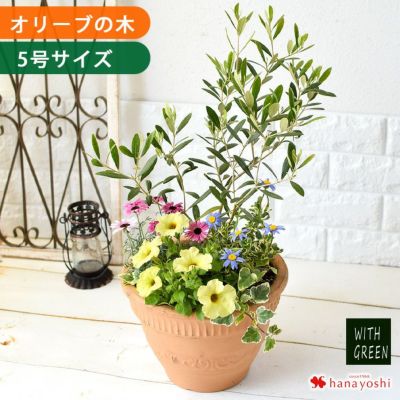 鉢植え オリーブの木 7号鉢 ＜テラコッタ鉢でお届け＞ | フラワー