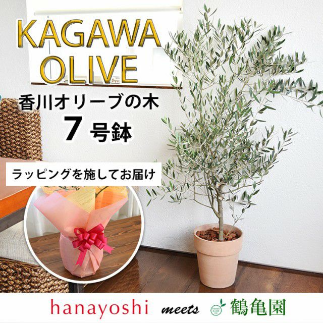 000000000907-01-l.jpg?t=