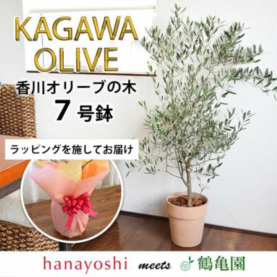 鶴亀園さんの香川オリーブの木 7号鉢 ＜ラッピングを施してお届け＞