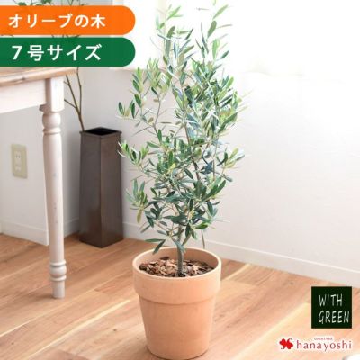 鉢植え オリーブの木 ７号鉢 ＜テラコッタ鉢でお届け＞