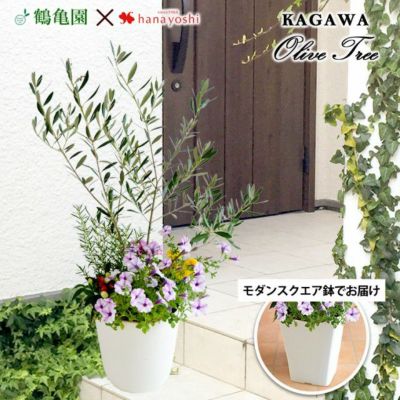 シンボルツリーの寄せ植え 鶴亀園オリーブ ＜モダンスクエア鉢でお届け＞ | フラワーマーケット花由公式サイト