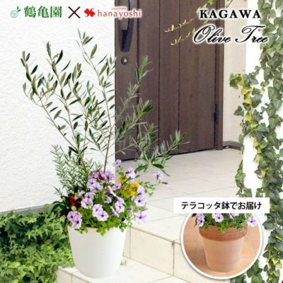 シンボルツリーの寄せ植え 鶴亀園オリーブ ＜テラコッタ鉢でお届け＞ | フラワーマーケット花由公式サイト