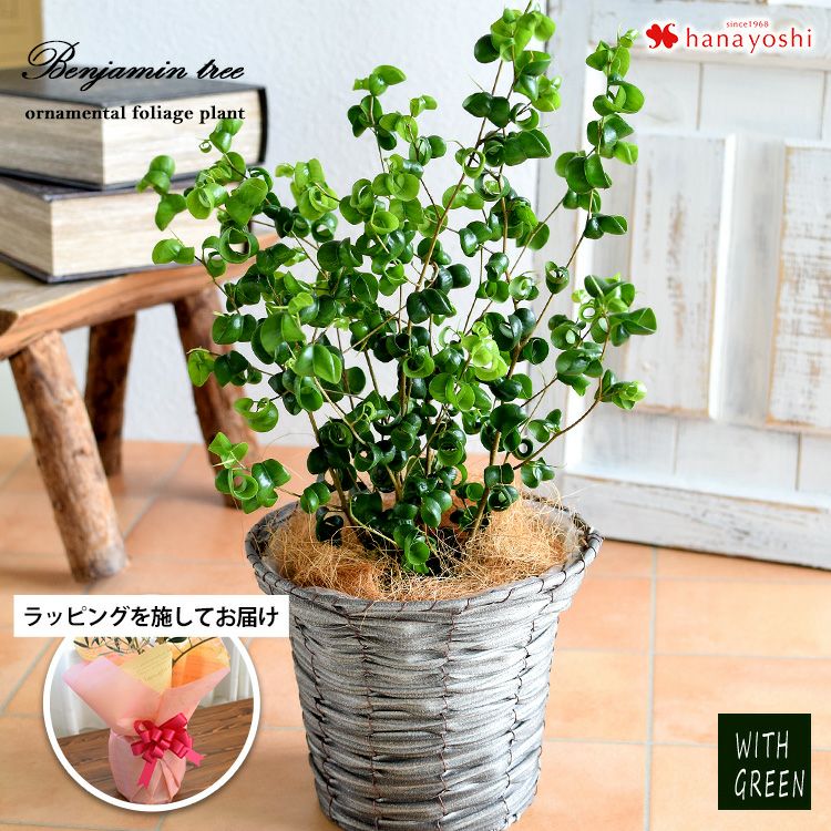 ユーカリ・グニー 鉢植え 観葉植物 ユーカリの木 10/7～11/中旬 お届け
