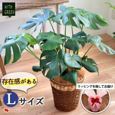 選べる観葉植物 Lサイズ ７号 ＜ラッピングを施してお届け＞