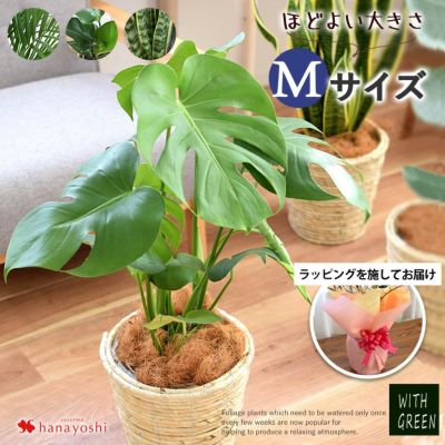 選べる観葉植物 Mサイズ モンステラ ストレリチア サンスベリア アレカヤシ 育てやすい インテリアグリーン ＜ラッピングを施してお届け＞
