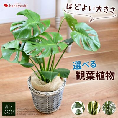 選べる観葉植物 Mサイズ インテリアグリーン ＜バスケットに入れてお届け＞