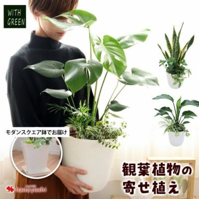 選べる観葉植物の寄せ植え 人気の7種 ＜モダンスクエア鉢でお届け＞ 育てやすい インテリアグリーン