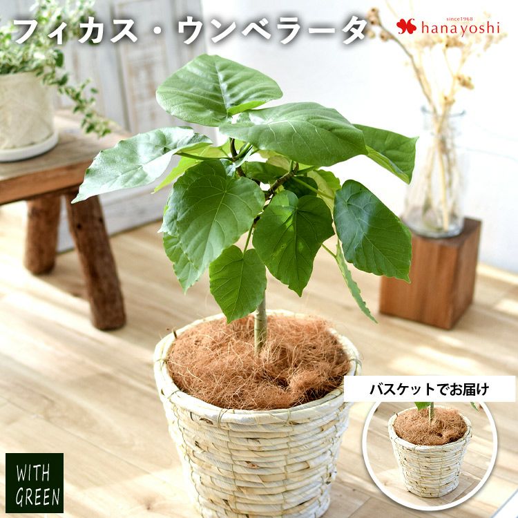 フィカス・ウンベラータ 鉢植え 育てやすい グリーン 観葉植物