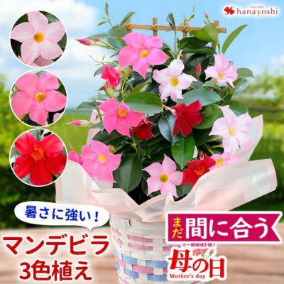 母の日 鉢植え 花 プレゼント 2025 マンデビラ混色プランター植え トレリス仕立て 5/6～5/11の間にお届け